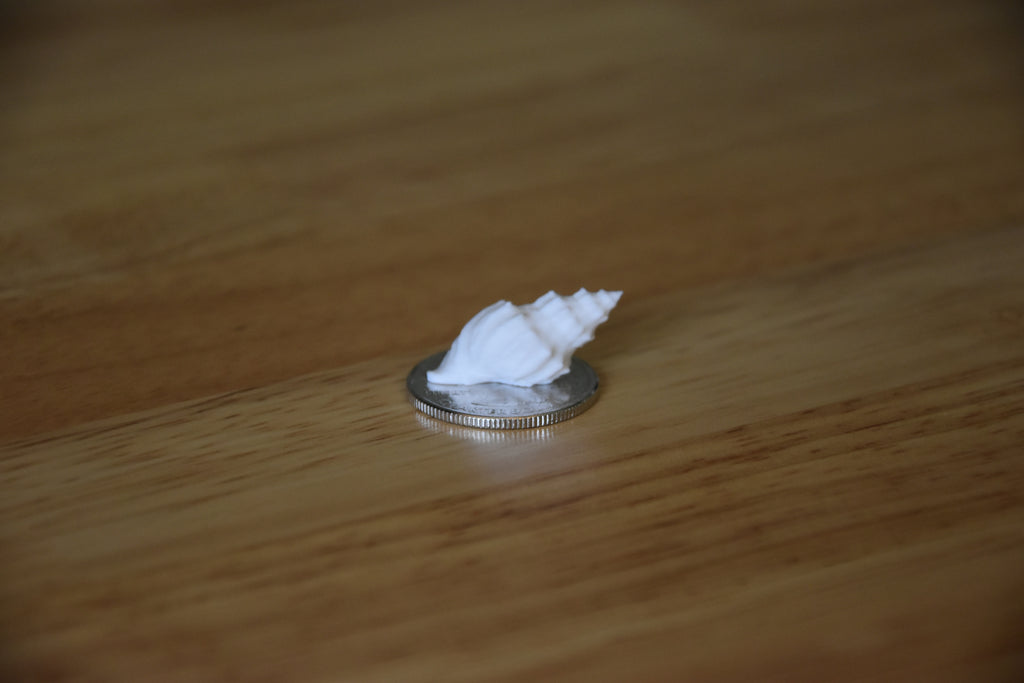 Seashell- Mini 1:12 scale